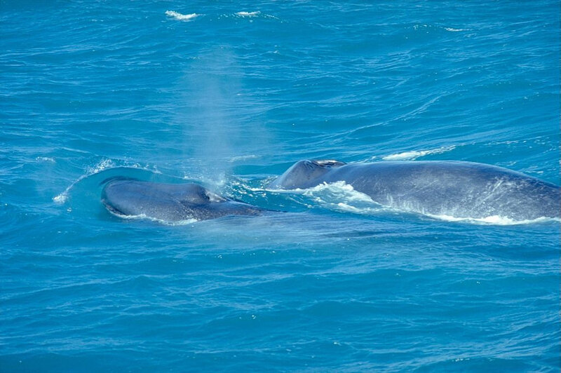baleine bleue 3