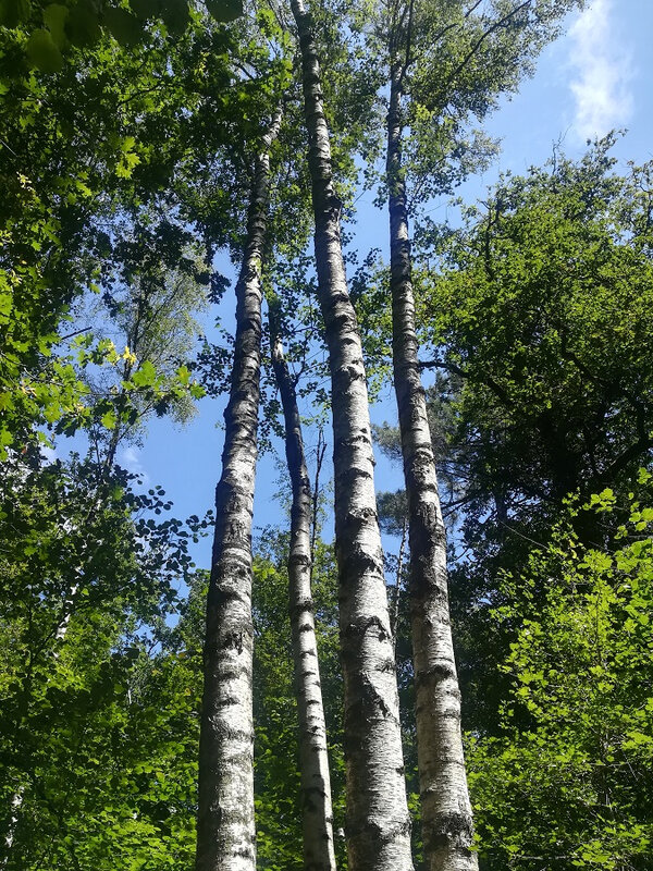 55
