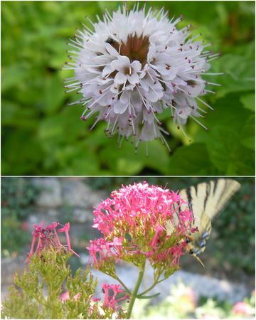 Fleurs_et_papillon