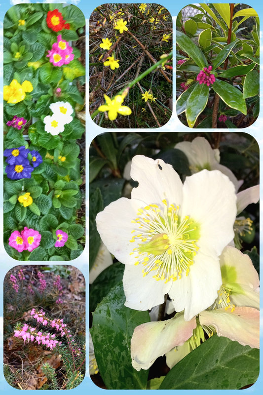 20240209 fleurs du jardin