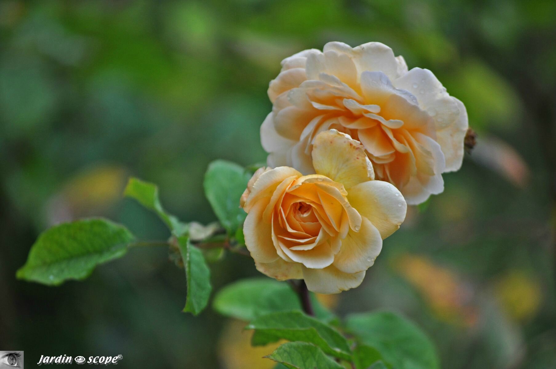 Rosier William Quarrier