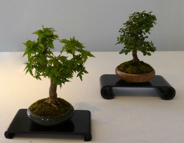 bonsai4