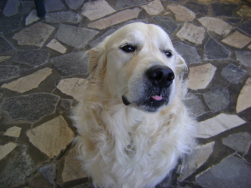 tobi2008