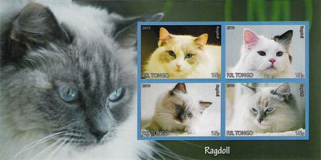 ragdoll