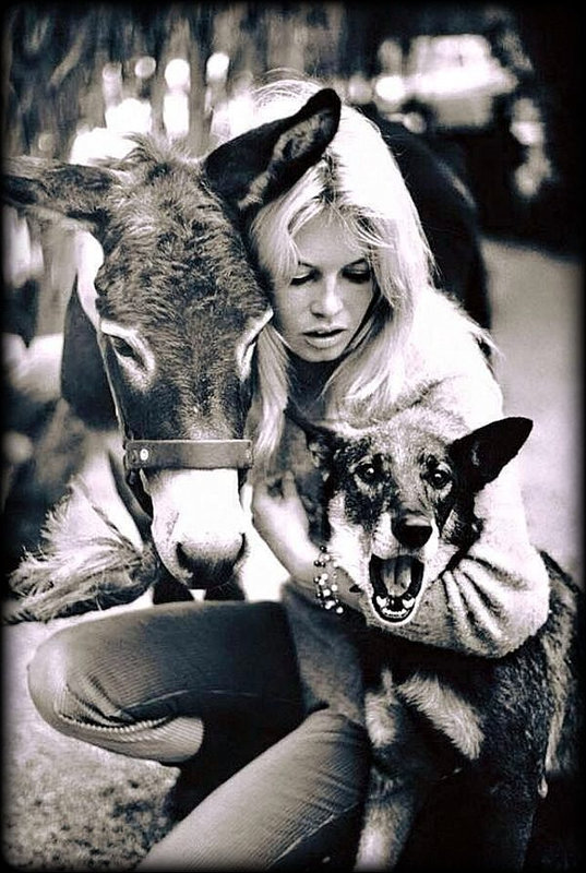 BARDOT 2