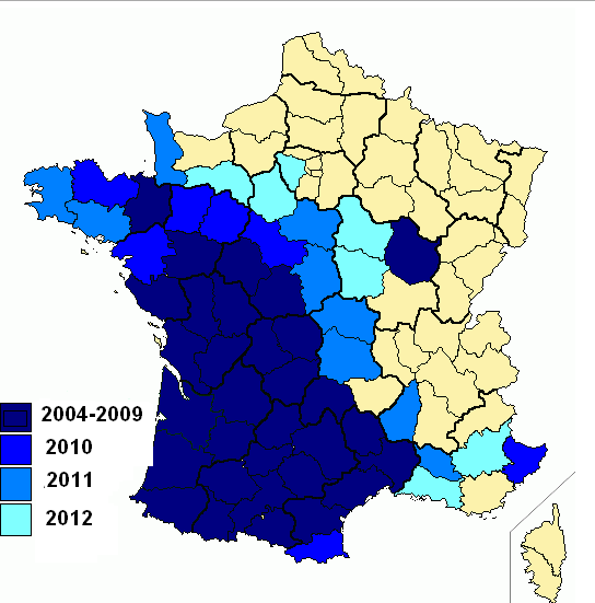 Frelons asiatiques Une seule femelle 1