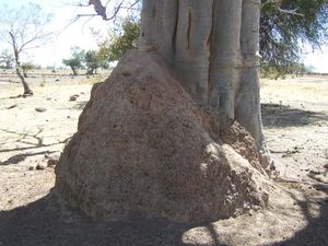termiti_re