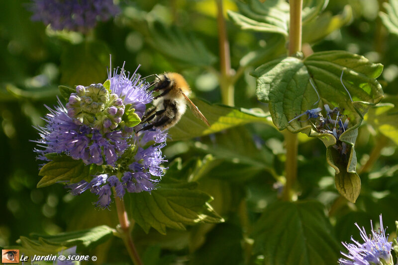 Caryopteris