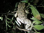 Crapaud_vert_corse__Bufo_viridis_corsicanus