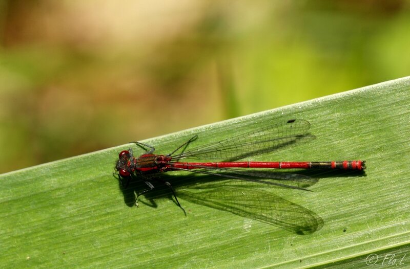 Nymphe au corps de feu (Pyrrhosoma nymphula) 1