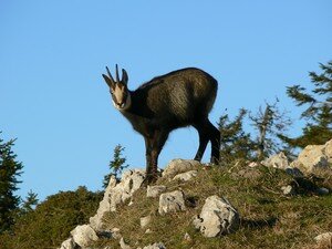 014___Chamois