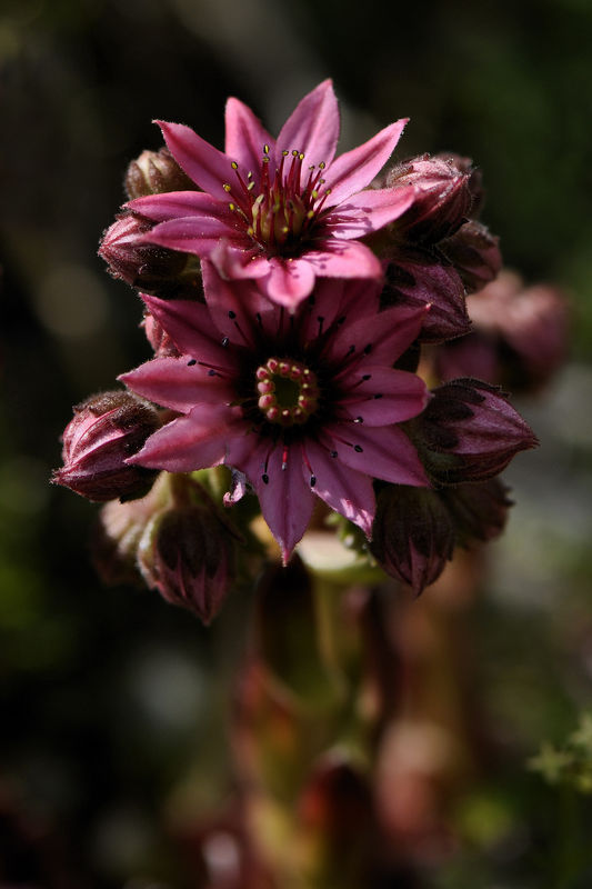 _DSC0028_Sempervivum_arachnoideum_2