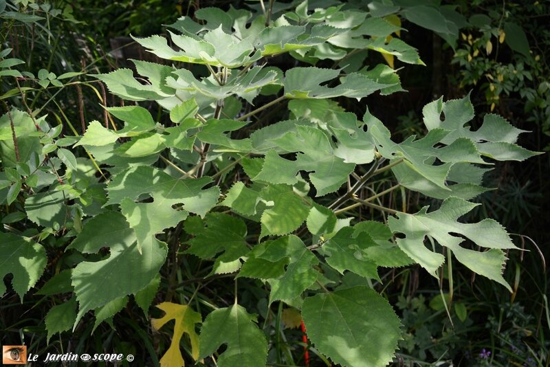 Broussonetia-papyrifera