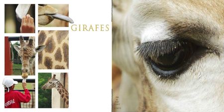 12 08 16 girafes F
