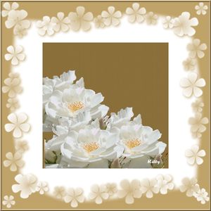 Roses_Blanches