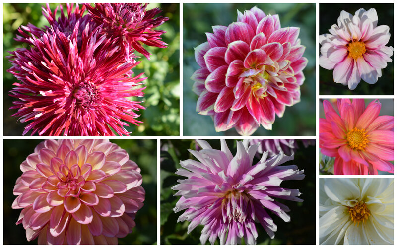 dahlia21a