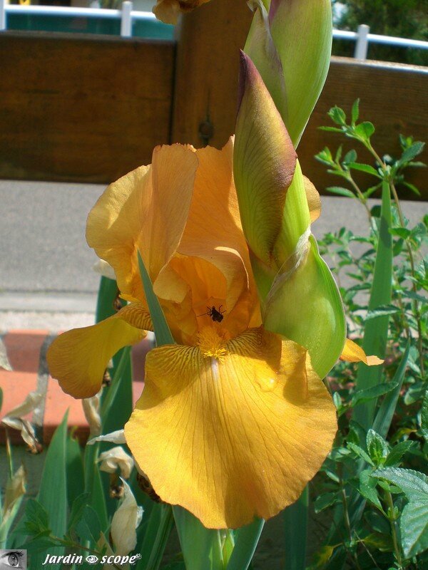 Iris Radian summer