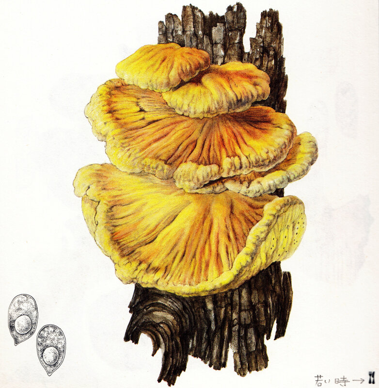 Laetiporus sulphureus pinx. Bohumil Vančura Gründ 1983 Becker p. 299