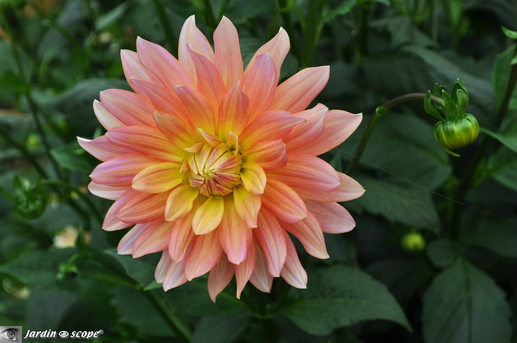 Dahlia Arboretum des Culands