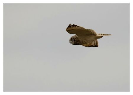 Aiguillon lulu hibou marais matin vol 100312