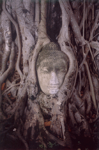 bouddha_arbre