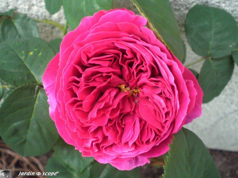 Rosier 'Othello'