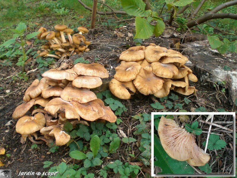 Armillaire couleur de miel • Armillaria mellea