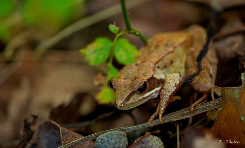 Grenouille rousse - 1