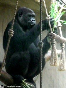6693_Chimpanze