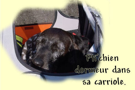 Pti_chien_dormeur_dans_sa_carriole
