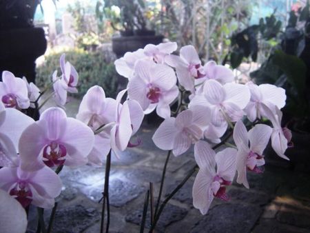 orchid_e