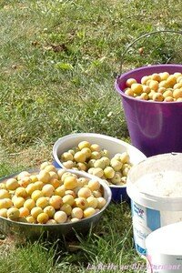 Mirabelles_1