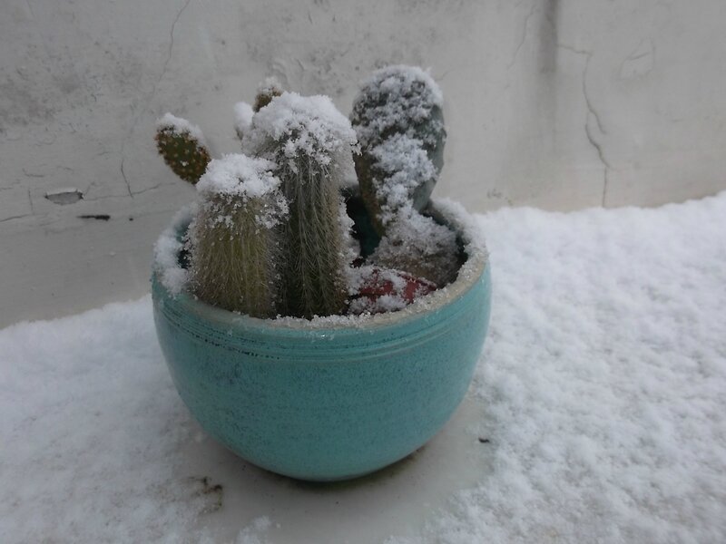 plante grasse sous la neige