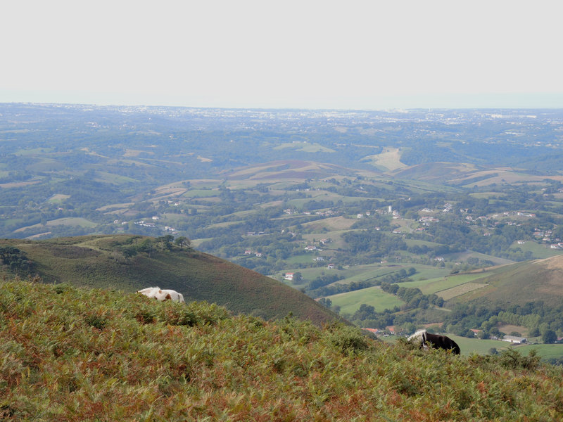 Mont Ursuya, à travers champs, pottoks et panorama (64)