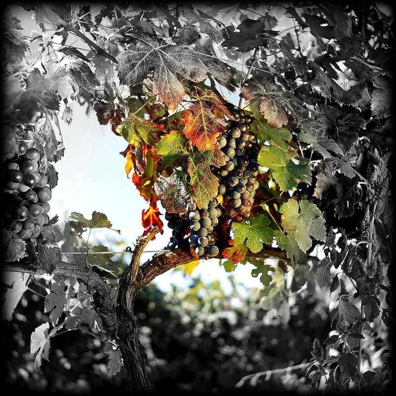 Illustration-Vignes-Details