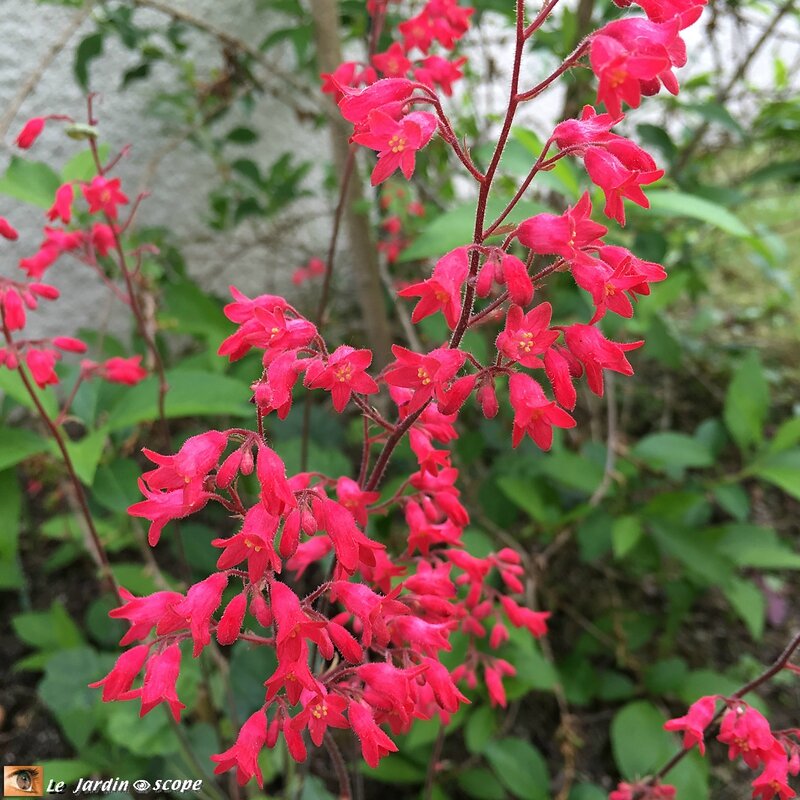 Désespoir du peintre - Heuchera sanguinea