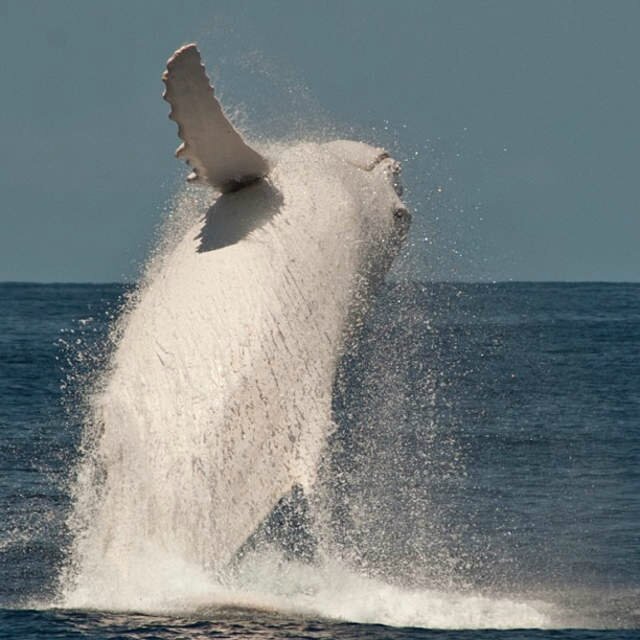 albino-humpback-whale