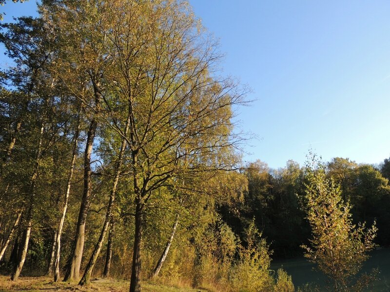 Forêt de Carnelle