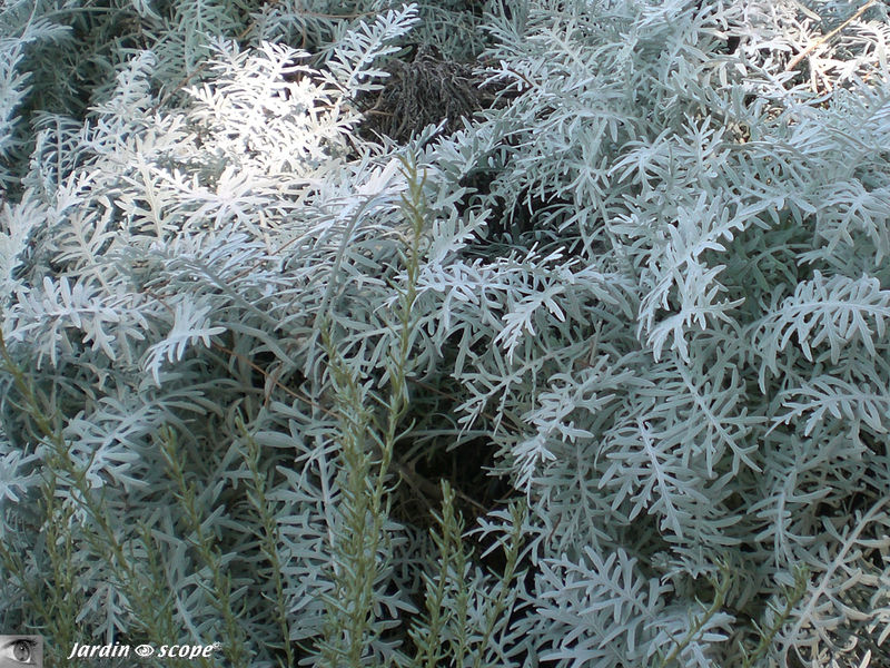 Centaurée • Centaure Gymnocarpa