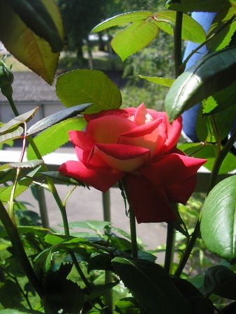 Mon petit paradis vert recettes Rendez vous au paradis