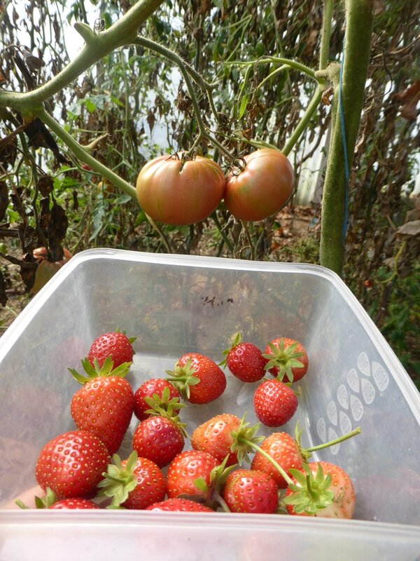 6-fraises (17)