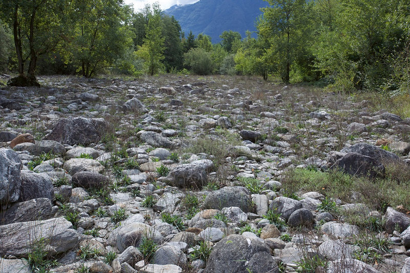 ZONE ALLUVIALE DYNAMIQUE DANS LA RESERVE NATURELLE BOLLE DI MAGADINO