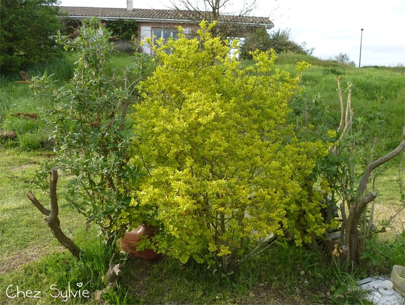 Buddleias taille