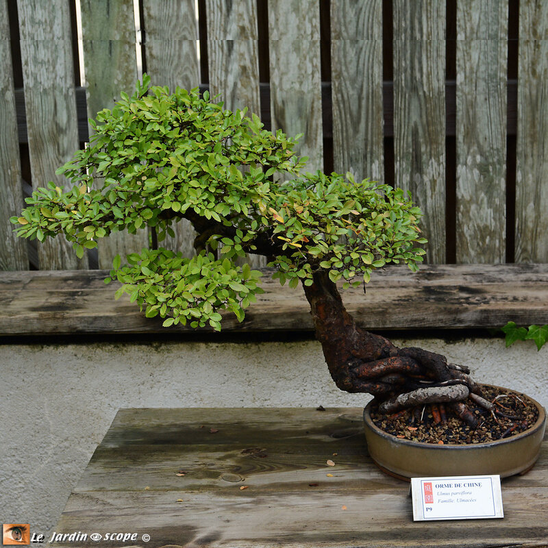 PAT_0976-Bonsai