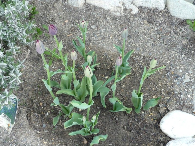 Les_tulipes_de_Jonquille_003