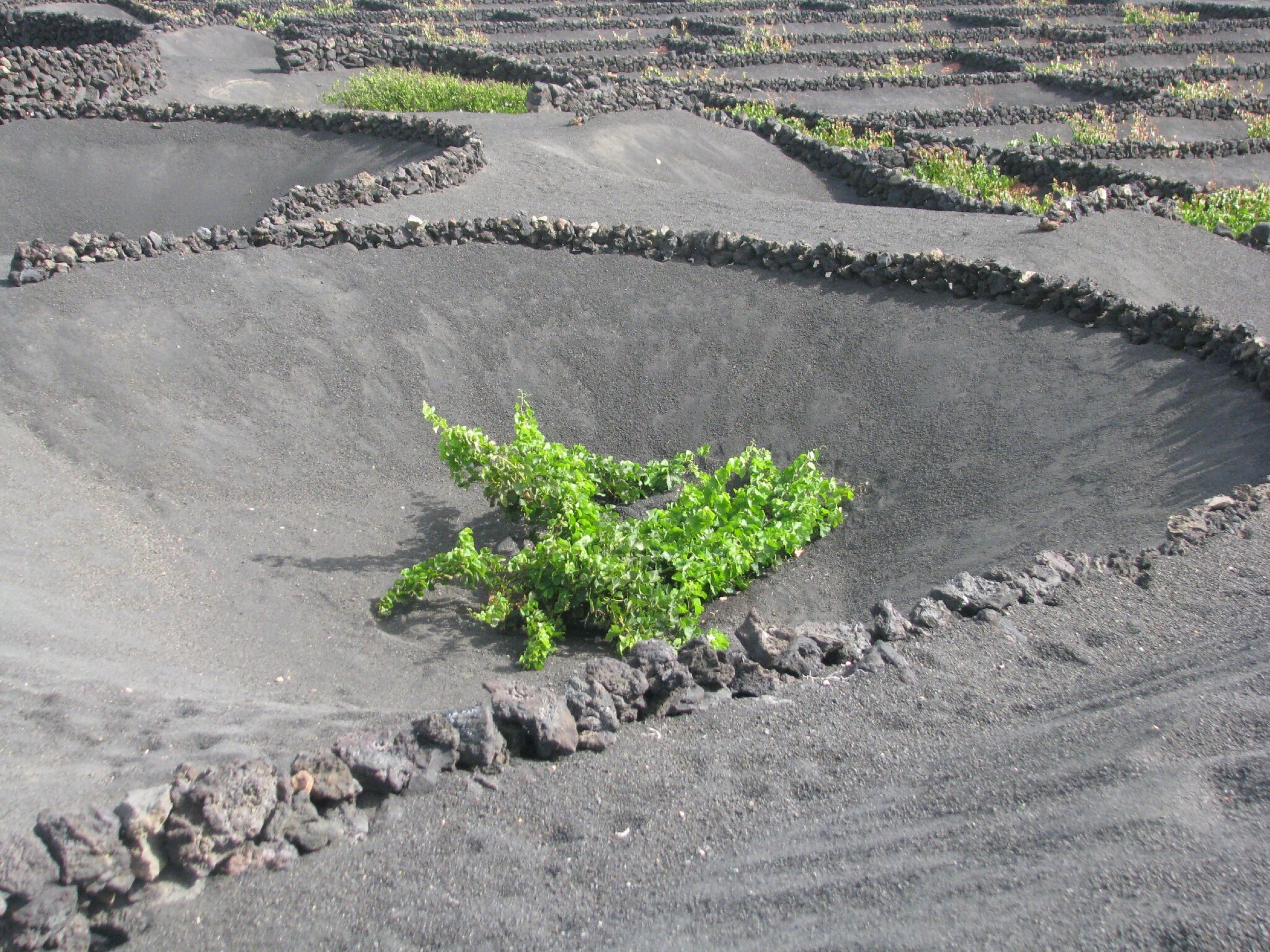Pied de vigne