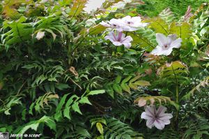 Mahonias-et-clematite