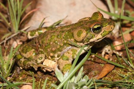 Bufo brongersmai_Vallée du Sous_Maroc_XRu