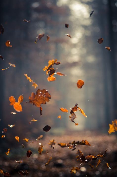 automne_2