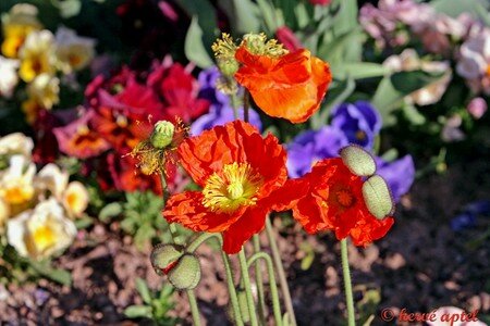 IMG_1855copie2